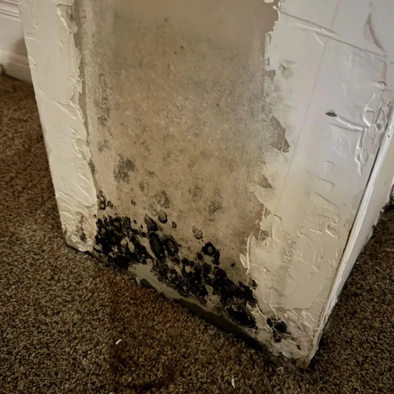 Professional Mold Removal in Montgomery County, VA